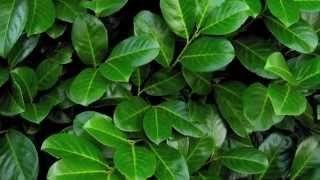 A focus on Cherry Laurel hedging All you need to know about Prunus laurocerasus Rotundifolia [upl. by Jerald]