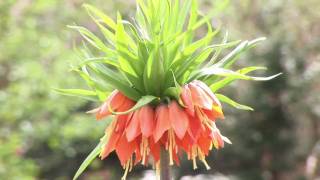 Growing Fritillaria [upl. by Melodie398]