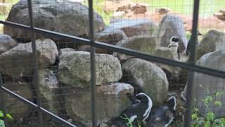 African penguins Lehigh Valley Zoo [upl. by Mylan]