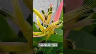 tanaman hias heliconia psittacorum [upl. by Tarr73]