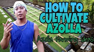 SIMPLE AZOLLA FARM SETUP  10KG DAILY HARVEST agriculture [upl. by Arhsub654]