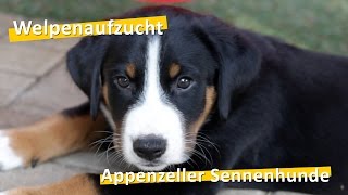 WauTV  Appenzeller Sennenhunde Welpen Aufzucht [upl. by Marjorie]