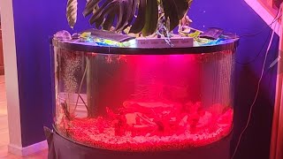 New indoor aquaponics shrimp snail loach philodendron duckweed prototype [upl. by Anitsirc]