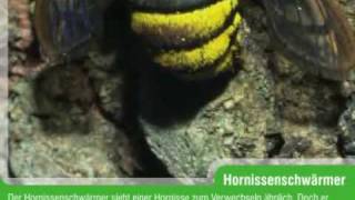 Hornissenschwärmer Sesia apiformis [upl. by Htiekal]