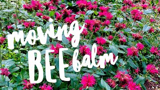 Moving the bee balm Bergamot on How to Grow a Garden with Scarlett [upl. by Adnoval]