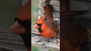 Male Northern Cardinal eating seeds shorts northerncardinal [upl. by Aridaj]