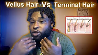 Vellus Hair Vs Terminal Hair Why Your Beard Is Shedding [upl. by Bathilda]