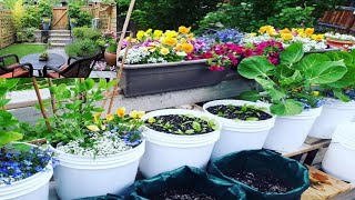 How to grow a container gardencheap and easy patio gardening [upl. by Raphael]