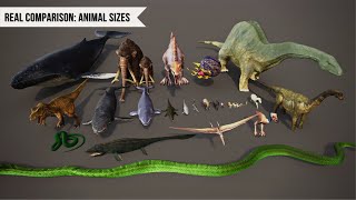 WHOS THE LARGEST  SMALLEST TO LARGEST ANIMALS  ANIMALS 3D REAL SIZE COMPARISON [upl. by Shultz]