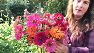 Cutting Zinnias For Bouquets [upl. by Ehud716]