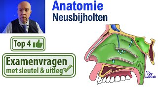 Neusbijholten  Sinus paranasales AnatomieSchedel Uitleg Top 4 examen vragen [upl. by Moscow]