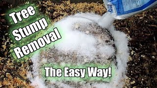 Possibly The Easiest Way To Remove A Tree Stump Using Epsom Salt Part 1 [upl. by Nojid204]