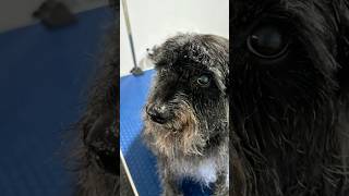 Watch this Schnoodle’s adorable transformation ✂️🐾 Schnoodle groomingtips dogshorts [upl. by Otes60]