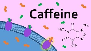 Caffeine and Adenosine Receptors [upl. by Aicilra]