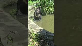 亞洲黑熊Asiatic Black BearTaipei Zoo [upl. by Amsden]