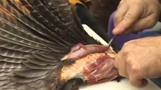 Wingbone Turkey Call 1 of 7 Deboning Wing [upl. by Eustasius]