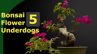 Top five flowering bonsai underdogs [upl. by Filmore]