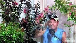 All About Crape Myrtles [upl. by Areemas]