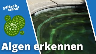 Frühzeitig Algen im Pool erkennen amp entfernen mit Flockungsmittel [upl. by Bendick]