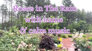 Rose Garden Tour  A Peaceful Rainy Day in the Rose Garden dreamrosegarden4094 Wisconsin Zone5B [upl. by Schalles726]