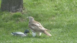 Hawk perplexed over duck [upl. by Isyad]