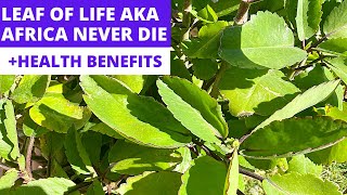 LEAF OF LIFE  Miracle Leaf  Bryophyllum Pinnatum  Africa Never Die  Health Benefits [upl. by Gati726]