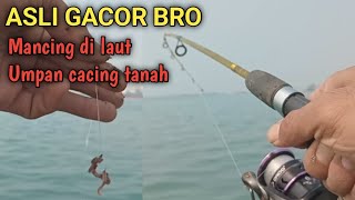 ASLI GACOR BRO Mancing di laut umpan cacing tanah Fishing videos [upl. by Enaitsirhc]