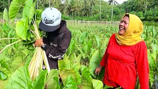 Menemukan Ribuan Talas Purba Dan Masih Hidup Bisa Dijadikan Bahan Masakan [upl. by Drice]