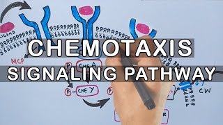 Chemotaxis  Signaling Pathway in Bacteria [upl. by Terryl339]