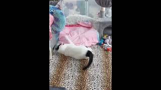 Wobbly cat Jasmine playing 😹 [upl. by Anyk802]