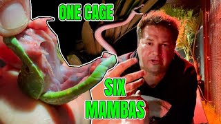 One Night In The Cage Of Death with 6 Mambas [upl. by Particia]