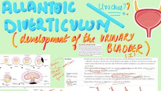 📯Allantoic Diverticulum Urachus  MBBS Embryology  USMLE Step 1 [upl. by Hinman83]