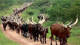 Millions Of Longhorn Cattle In America And Africa Are Raised This Way  Cattle Farming [upl. by Eirod178]