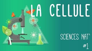 Tout savoir sur la cellule en 6 minutes [upl. by Airemat]