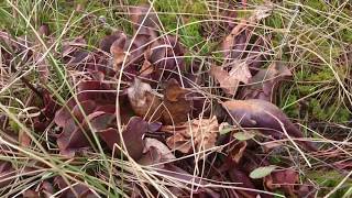 Wild Carnivorous Plants  Red Sarracenia purpurea [upl. by Limoli]