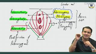 Perineal Pouches  Anatomy by Dr Ashwani Kumar [upl. by Bushey]