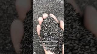 How to make charcoal from nutshell？ [upl. by Yentrac]