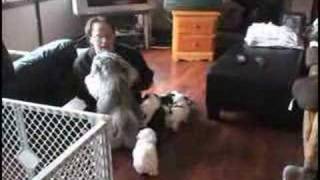 Havanese Puppy Games at 7 Weeks Old [upl. by Eimmit520]