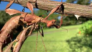 Spiny Leaf Insects Mating and Eggs [upl. by Linsk]