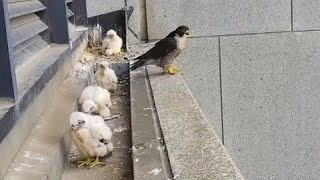 Peregrine Falcon Wonderful moments with baby Falcon [upl. by Roselia]