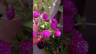 Gomphrena plant flowers [upl. by Arikat]