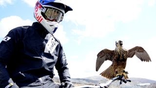 Peregrine falcon hunts downhill rider with Red Bull channel  Earth Unplugged [upl. by Ennairek]