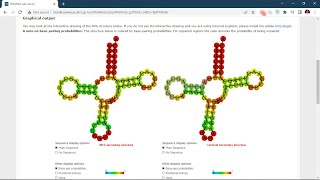 RNA Secondary Structure Folding Prediction using RNAfold [upl. by Atinob]