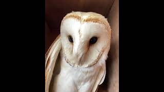 Lechuza blanca con sonido  Barn owl with sound Tyto alba [upl. by Elman]