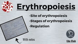 Erythropoiesis  RBC  Erythrocytes  Blood Physiology [upl. by Nayrbo]