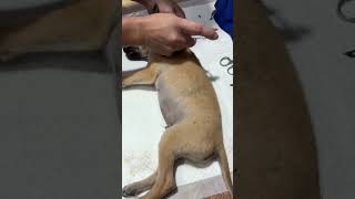 Multivitamins injections on deficiencies puppy shortvideo pets [upl. by Nahte752]