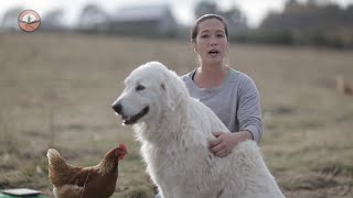 Livestock Guardian Dogs 101 [upl. by Nosnaj]