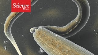 These nematodes may be cannibals but they look out for their family [upl. by Lu101]