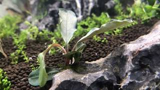 Planting a 20 Gallon Long Aquascape Walkthrough With Plant List [upl. by Gallenz]