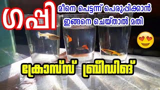 Guppy Breeding Tips  Cross breeding normal guppies and high breed guppies  Malayalam [upl. by Viradis342]